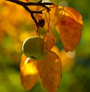 apple-and-autumn-leaves.jpg